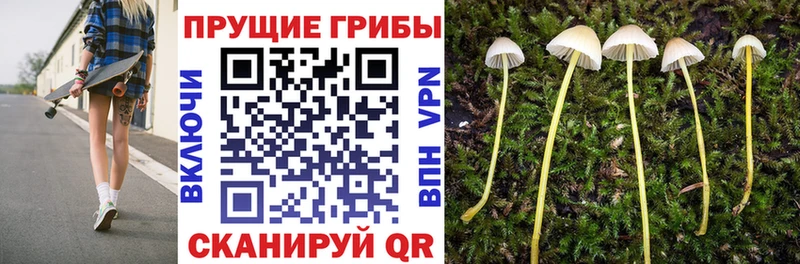 Псилоцибиновые грибы Psilocybe  Шали 